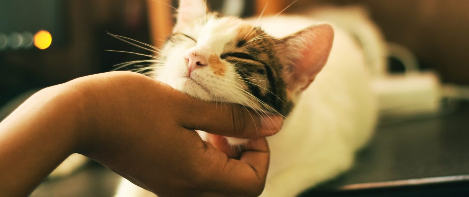 shallow focus photography of white and brown cat