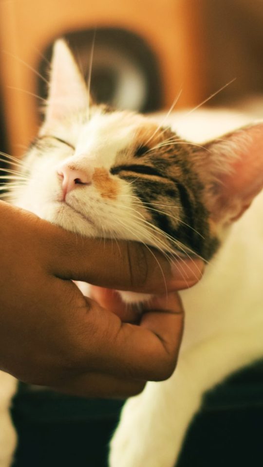 shallow focus photography of white and brown cat